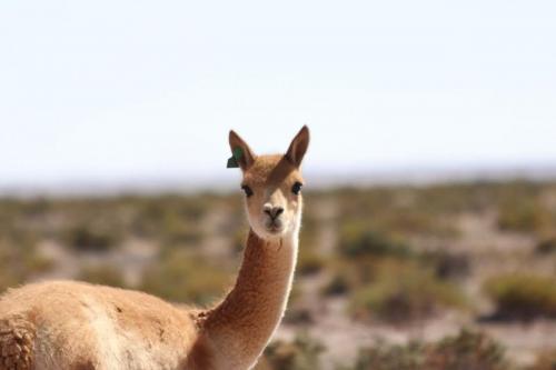 Vicuña